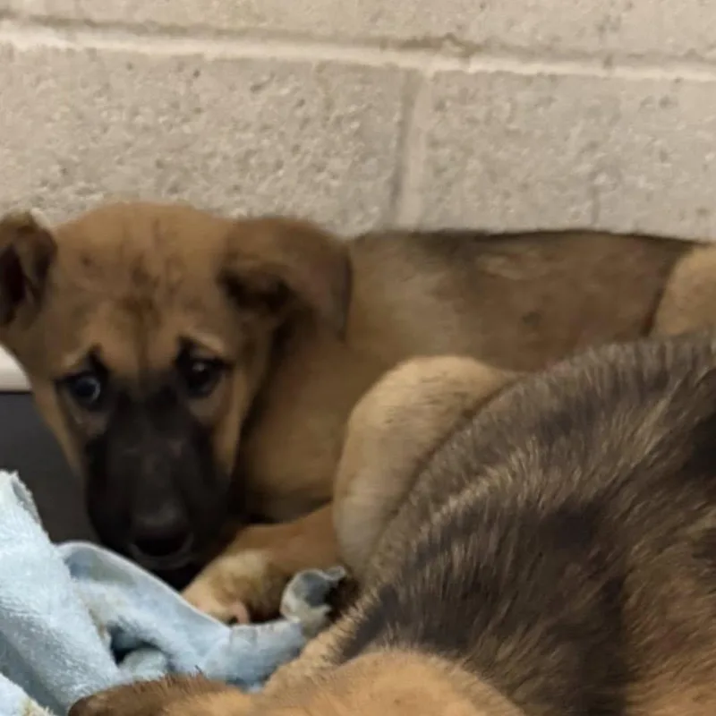 A baby medium-sized female Bicolor German Shepherd Dog dog named Mollyshepherd for adoption in Williston, VT