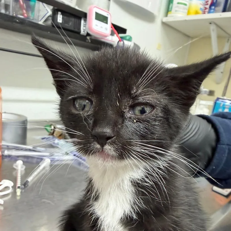 A baby small-sized female Black Domestic Short Hair cat named Dew for adoption in Point Richmond, CA