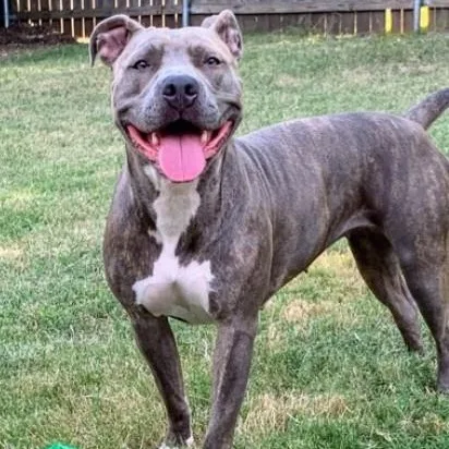 An adult large-sized female Gray / Blue / Silver Pit Bull Terrier dog named Iris for adoption in Justin, TX