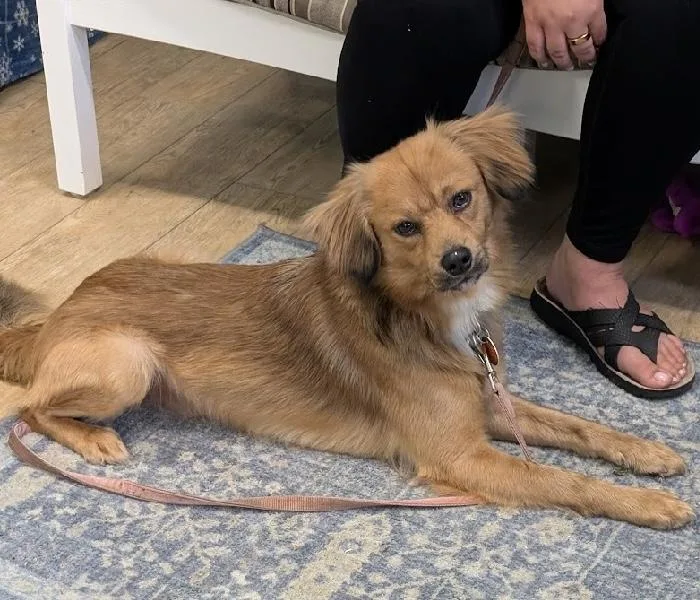 An adult small-sized male Pomeranian dog named Champ for adoption in Aurora, IL