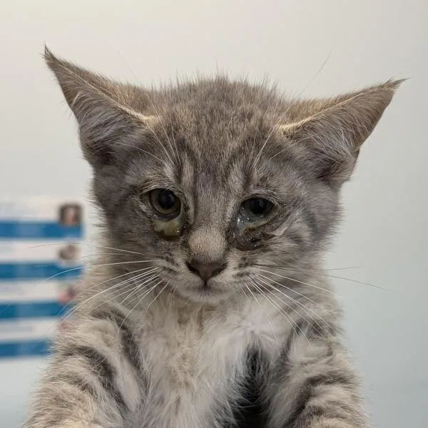 A baby small-sized male Domestic Long Hair cat named Fred for adoption in San Diego, CA