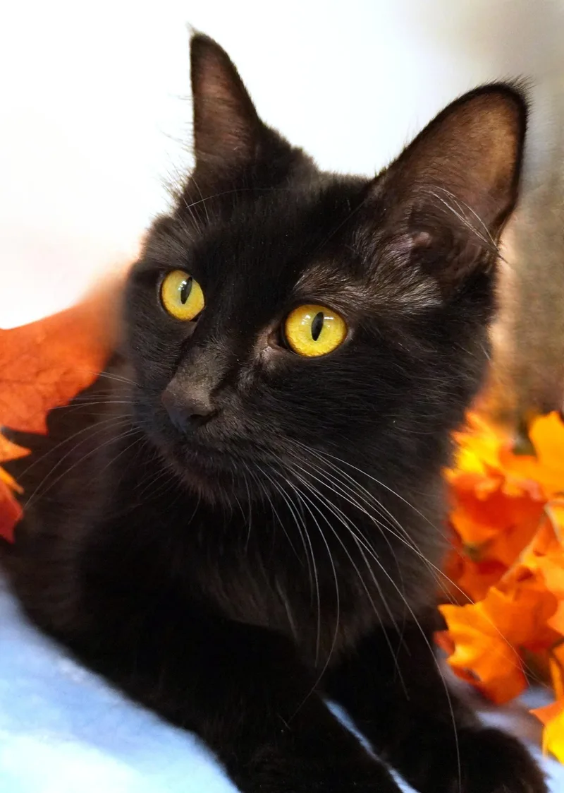 An adult medium-sized female Domestic Medium Hair cat named Salem for adoption in Grants Pass, OR