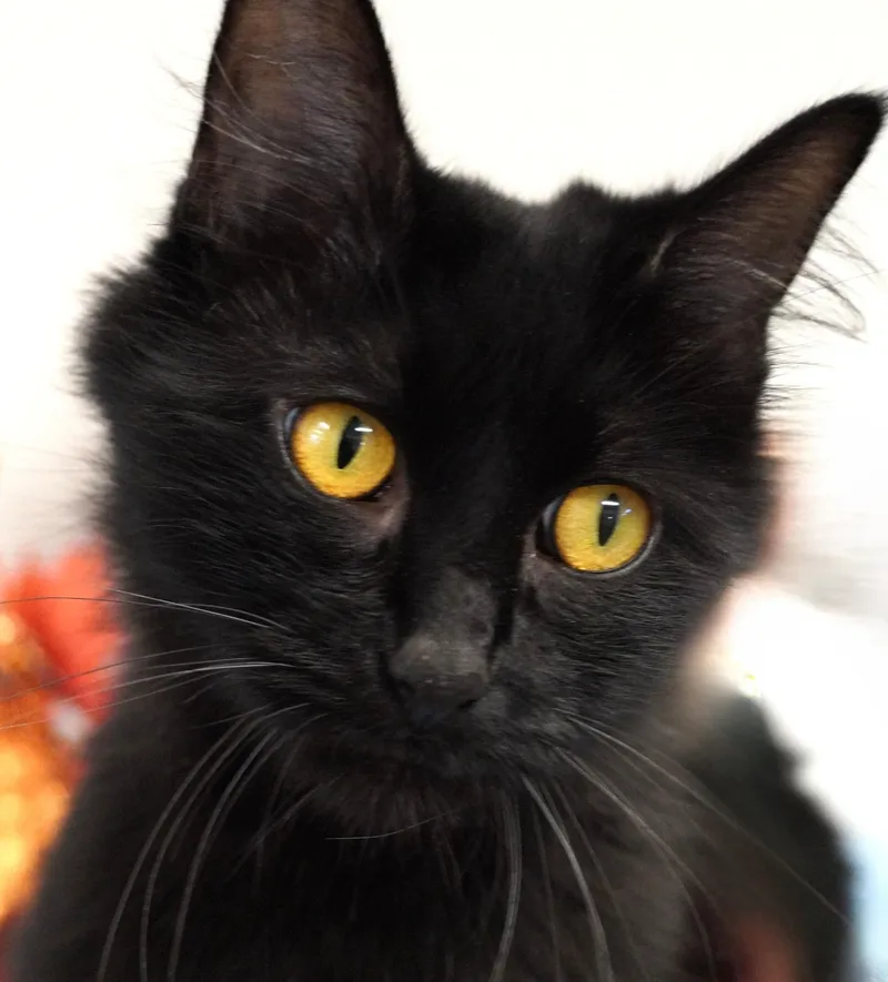 Salem thumbnail 2
