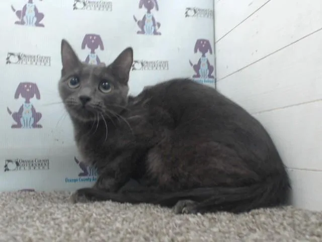 A young medium-sized female Domestic Short Hair cat named Blue for adoption in Orlando, FL