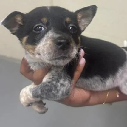 A baby small-sized male Brown / Chocolate Cattle Dog dog named Atticus for adoption in Briarcliff Manor, NY