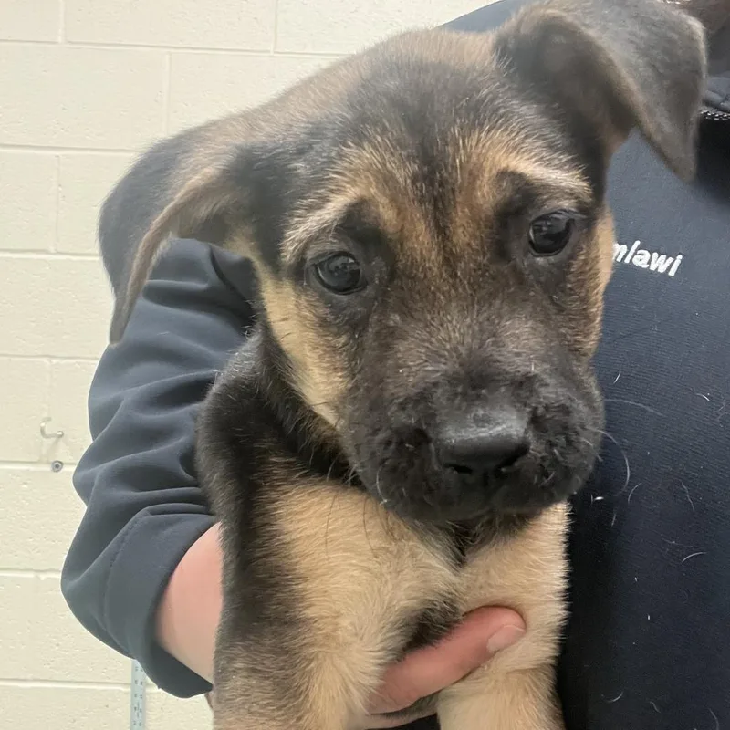 An adult medium-sized male Black Mixed Breed dog named Macho Man Randy Savage for adoption in Memphis, TN