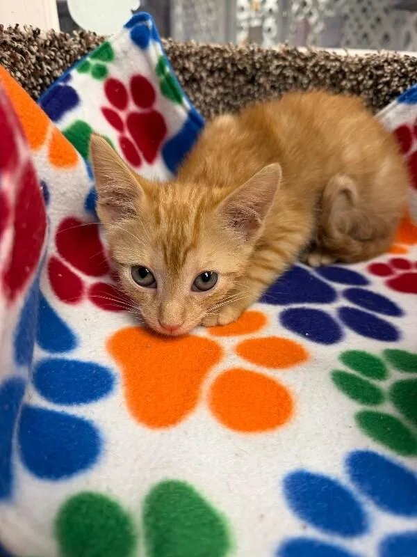 A baby medium-sized female Orange / Red American Shorthair cat named Lyra for adoption in Belton, MO