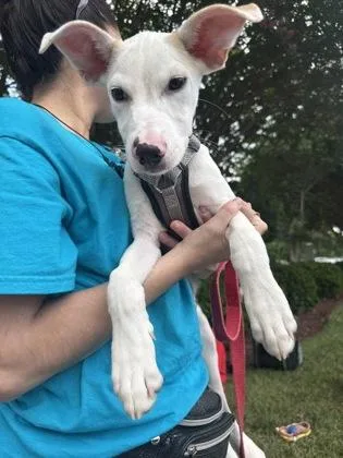 A baby small-sized male Mixed Breed dog named Spice for adoption in Washington, DC