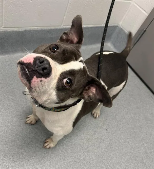 An adult large-sized female Pit Bull Terrier dog named Sugar for adoption in Indianapolis, IN
