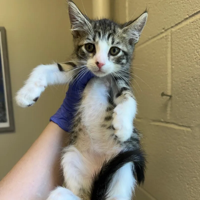 A baby small-sized male White Domestic Short Hair cat named Crumpet for adoption in Birmingham, AL