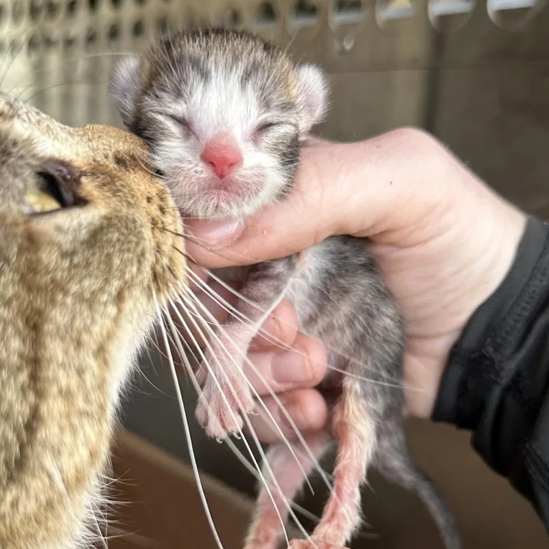 Crumpet thumbnail 3