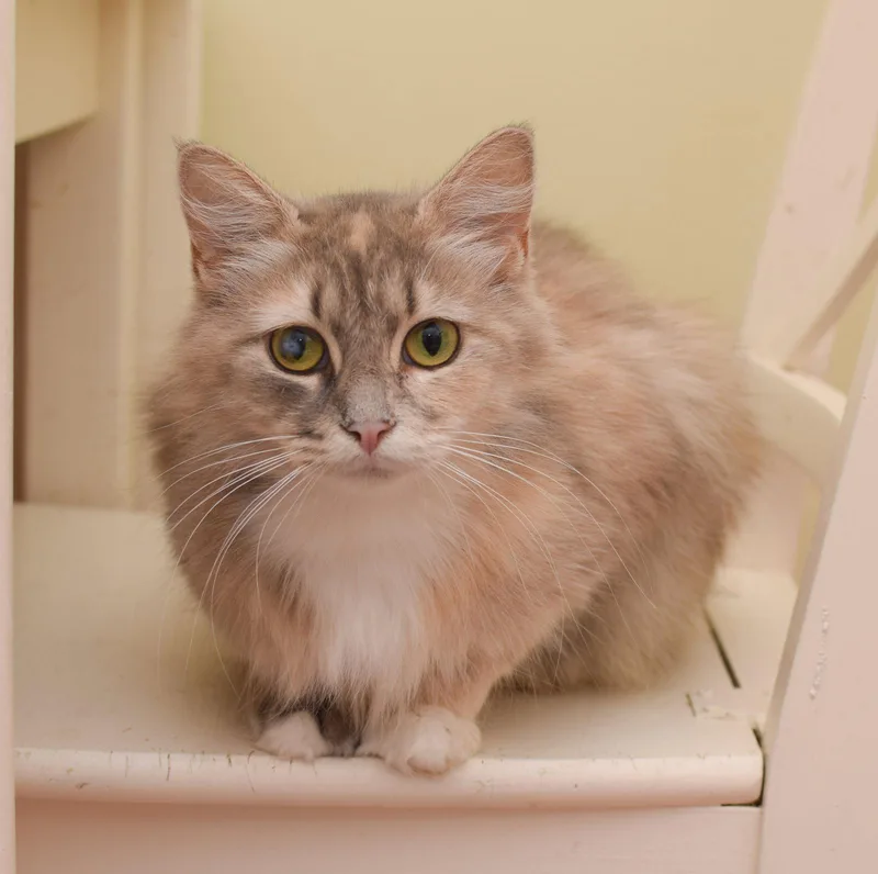 An adult medium-sized female Maine Coon cat named Paris for adoption in Hockessin, DE