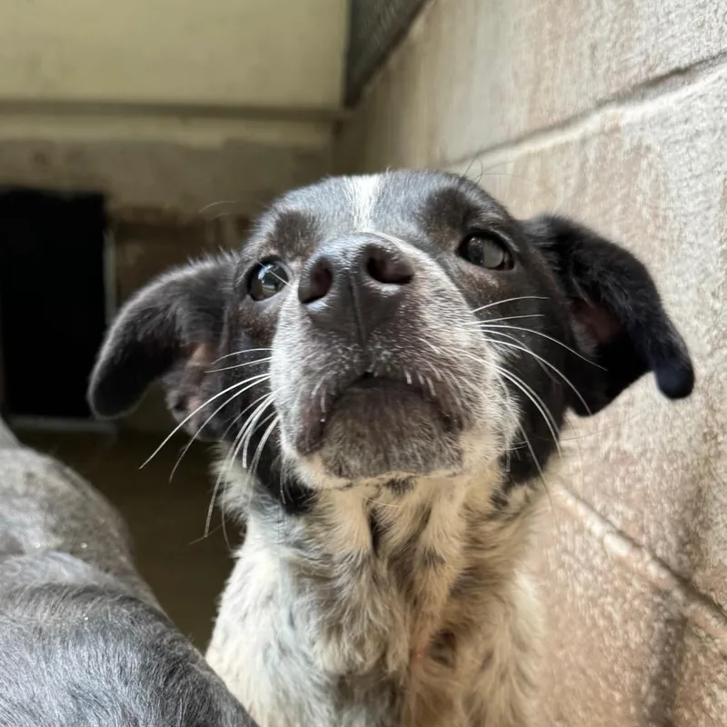 An adult medium-sized female White / Cream Labrador Retriever dog named Gilda for adoption in Madisonville, KY