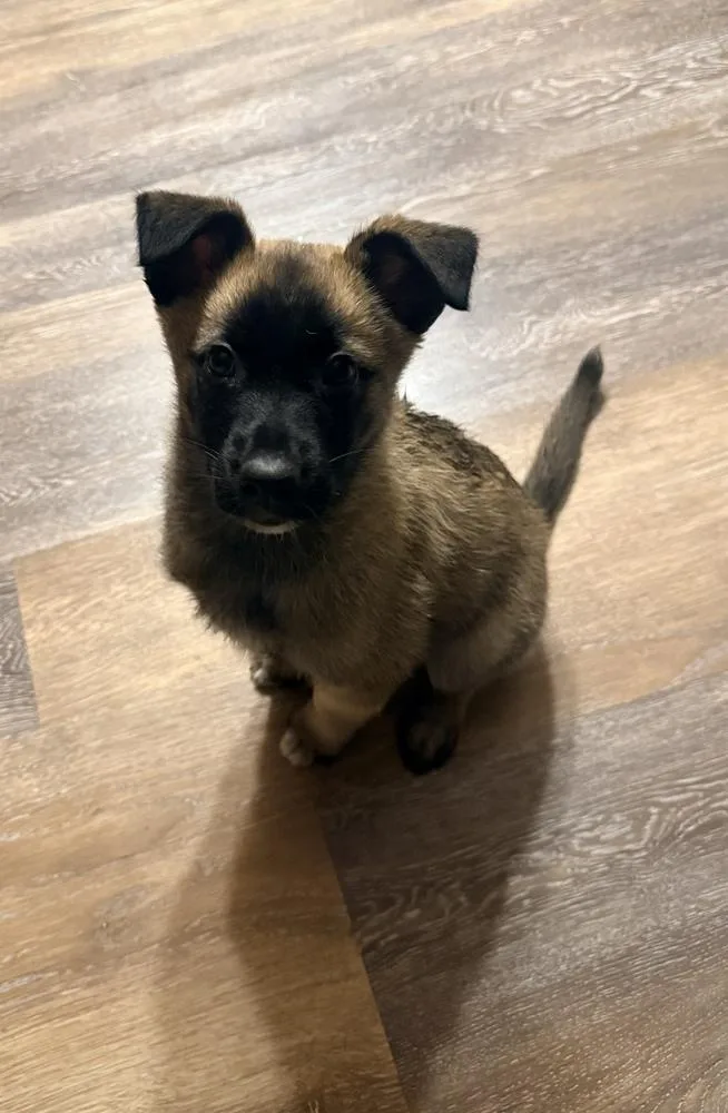 A baby large-sized female Belgian Shepherd / Malinois dog named Camille for adoption in Pleasant Hill, CA