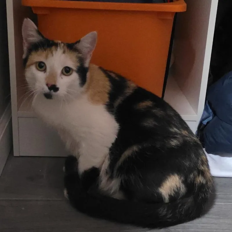 A young small-sized female Calico Domestic Short Hair cat named Samoa for adoption in Layton, UT