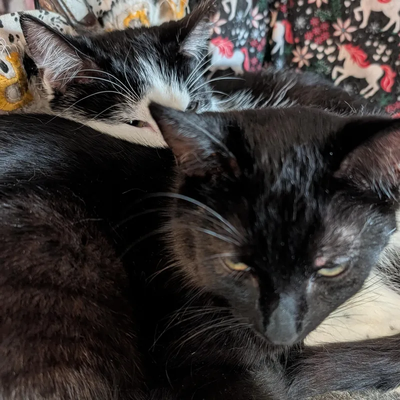 Scrappy And Mimi thumbnail 4