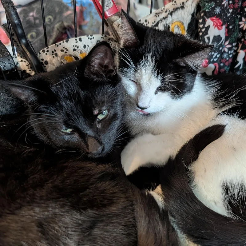 Scrappy And Mimi thumbnail 5