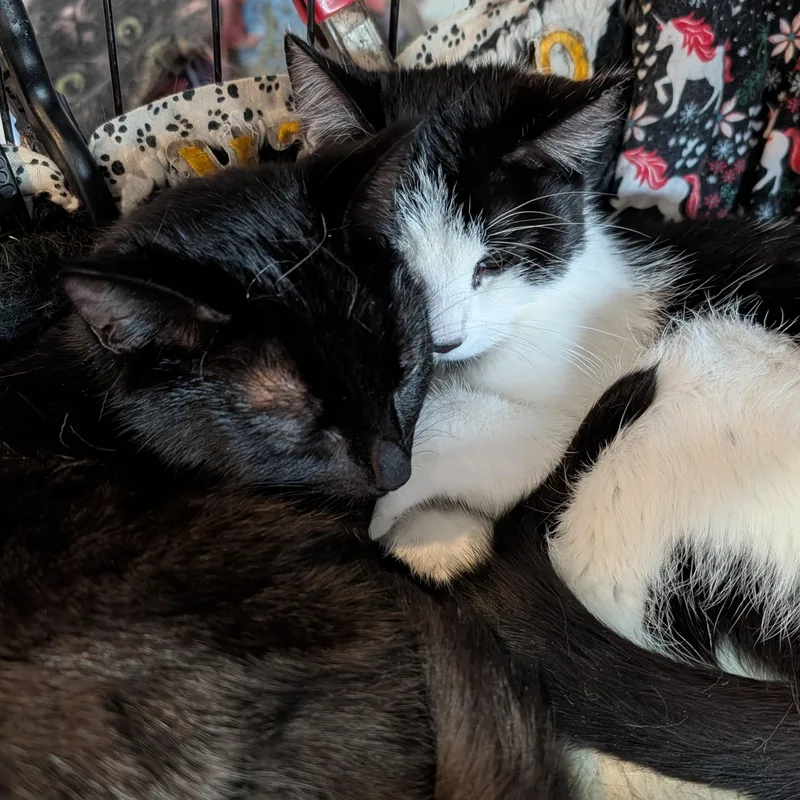 Scrappy And Mimi thumbnail 6