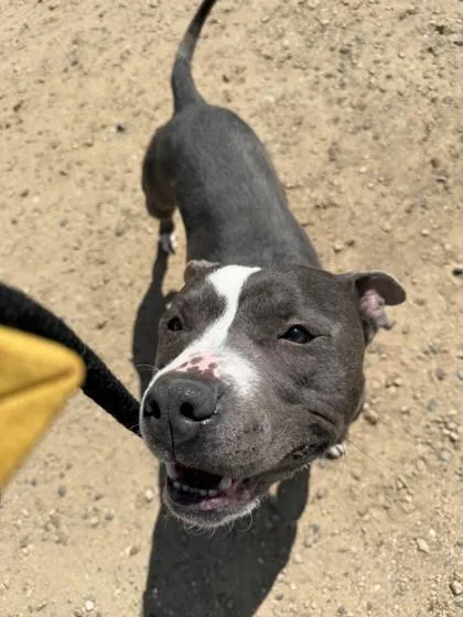 An adult large-sized male Mixed Breed dog named Mighty for adoption in Longmont, CO