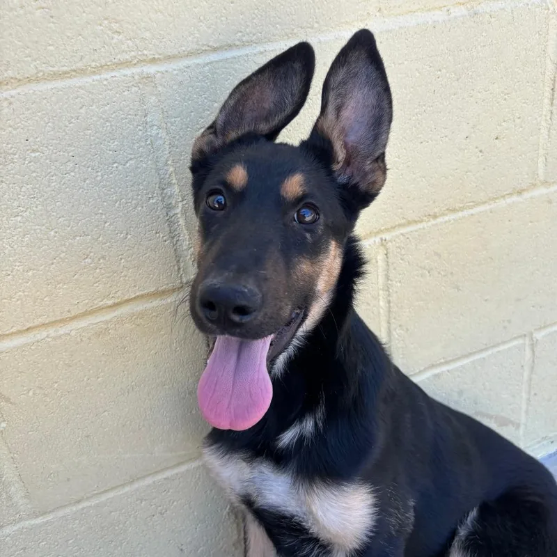 A baby medium-sized female Black Shepherd dog named Blossom for adoption in Santa Barbara, CA