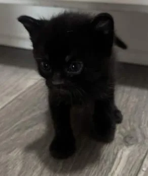 A baby small-sized male Black Domestic Short Hair cat named Ron Stoppable for adoption in Atlanta, GA