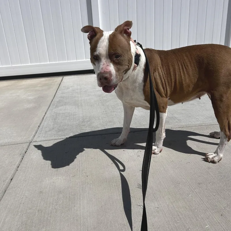 A senior medium-sized female Brown / Chocolate Pit Bull Terrier dog named Rose for adoption in Harrisonburg, VA