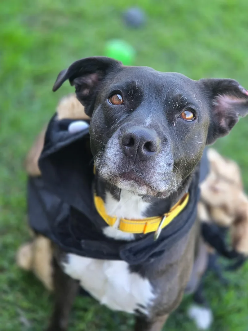 An adult medium-sized female Pit Bull Terrier dog named Rose Marie for adoption in Manteca, CA