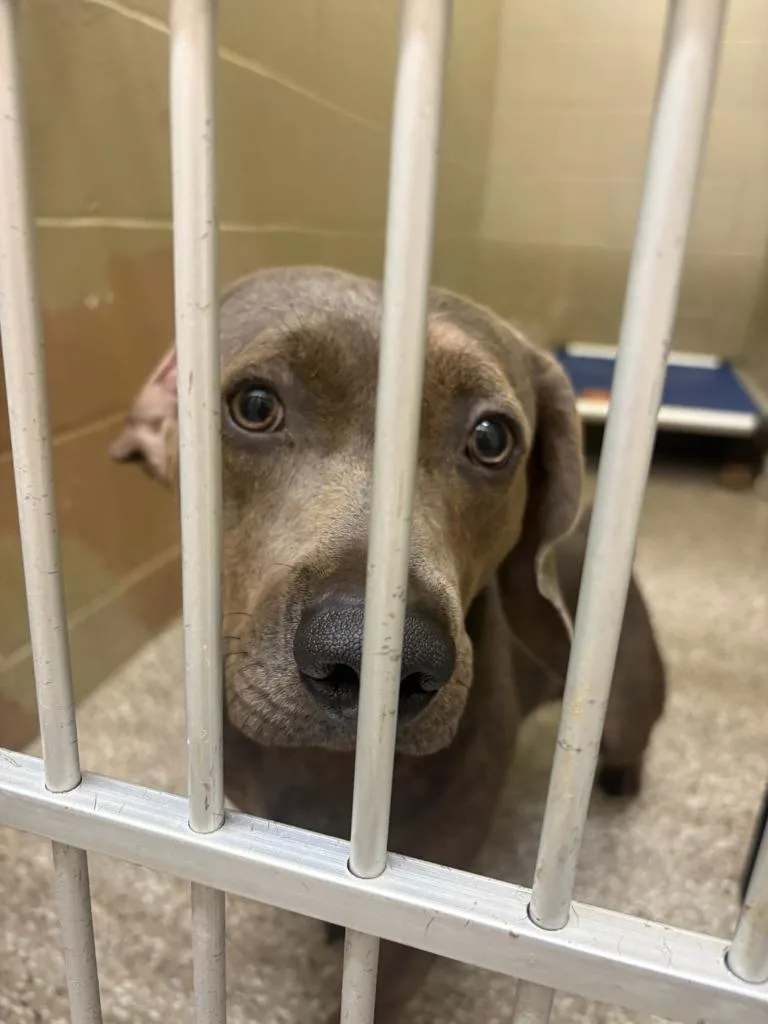 A young small-sized male Staffordshire Bull Terrier dog named Bart for adoption in Boone, IA