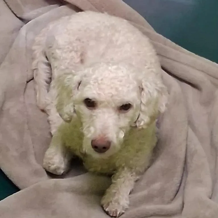 A young small-sized male Miniature Poodle dog named Noodles for adoption in Spokane, WA