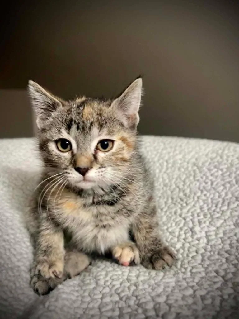 A baby small-sized female Domestic Short Hair cat named Auntie Tuna for adoption in Detroit, MI