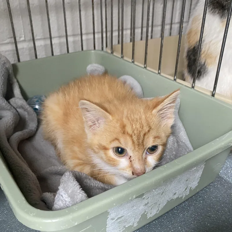 A baby small-sized female Orange & White Domestic Short Hair cat named Cheeto for adoption in King George, VA
