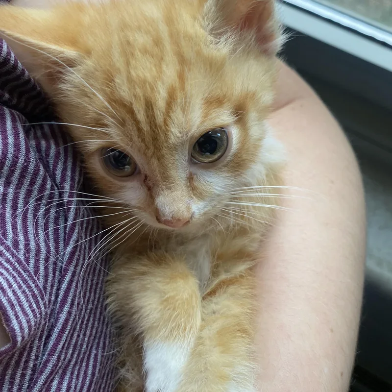 Cheeto thumbnail 2