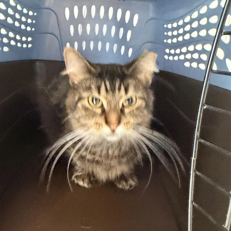 An adult medium-sized female Domestic Short Hair cat named Maizy for adoption in Indianapolis, IN
