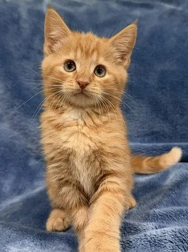 A baby medium-sized male Orange / Red Domestic Short Hair cat named Gouda for adoption in Nashville, TN