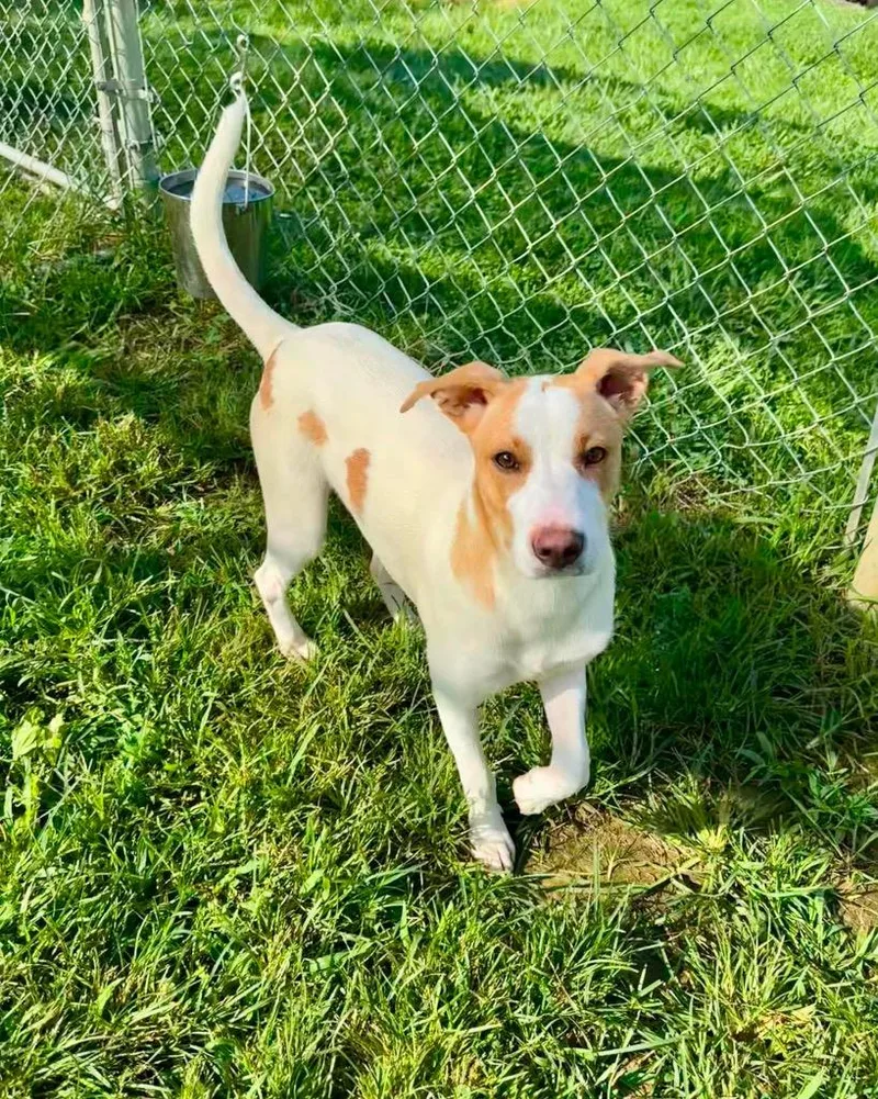 A baby large-sized female Pointer dog named Lemon for adoption in Blountville, TN