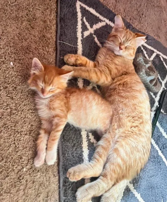 A young medium-sized male Tabby cat named Sunny ☀️ for adoption in Knoxville, TN
