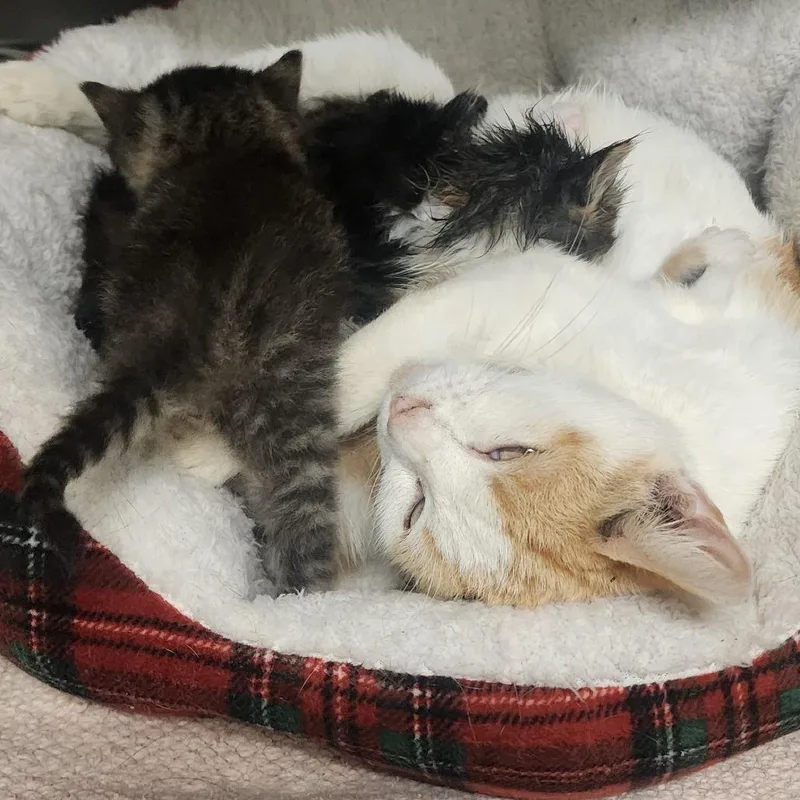 A young medium-sized female Domestic Short Hair cat named Blossum for adoption in Evensville, TN