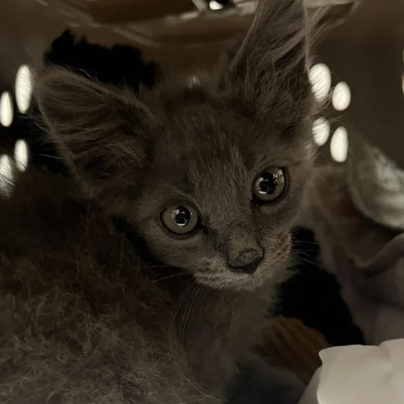 A baby small-sized male Gray / Blue / Silver Domestic Medium Hair cat named Smokey for adoption in Yuma, AZ