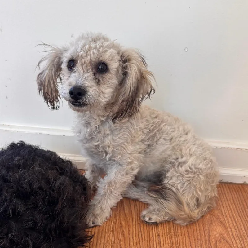 A young small-sized male White / Cream Terrier dog named Fergus for adoption in Sonoma, CA