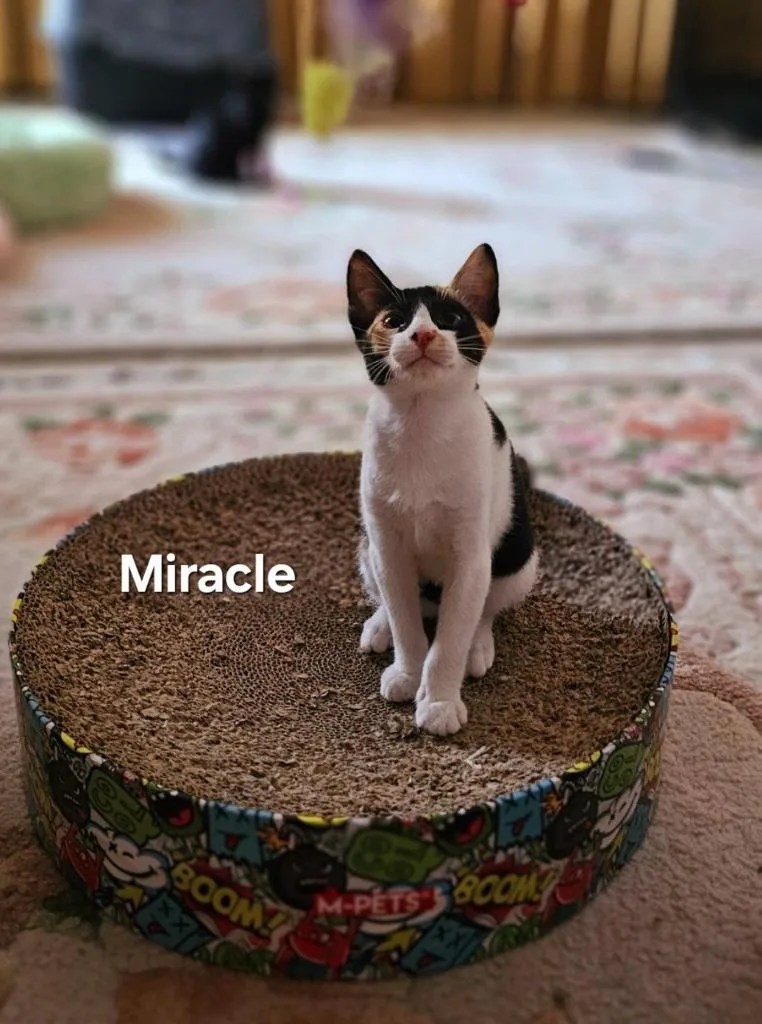 Miracle