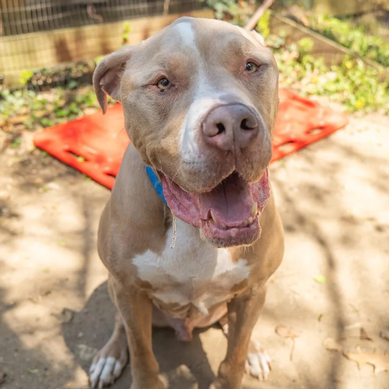 A senior large-sized male Yellow / Tan / Blond / Fawn Pit Bull Terrier dog named Gustavus for adoption in Baltimore, MD
