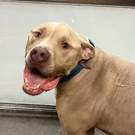 Gustavus thumbnail 2