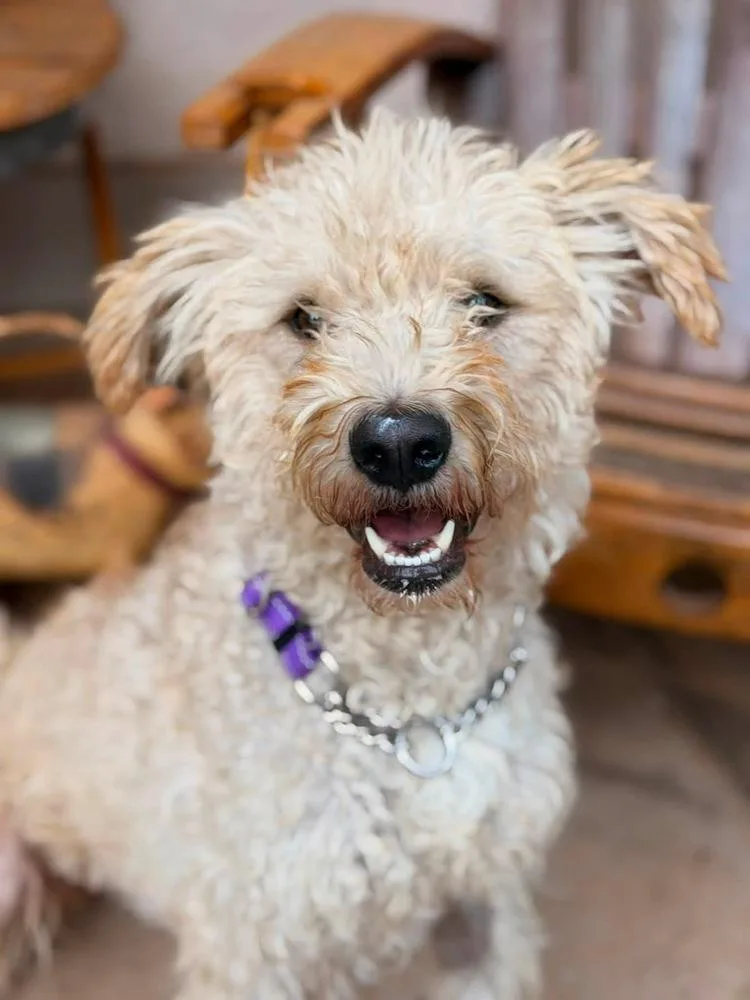 A young medium-sized male White / Cream Labradoodle dog named Charlee for adoption in Pleasant Hill, CA