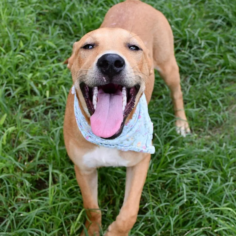 A young medium-sized female Yellow / Tan / Blond / Fawn Labrador Retriever dog named Island for adoption in Beaumont, TX