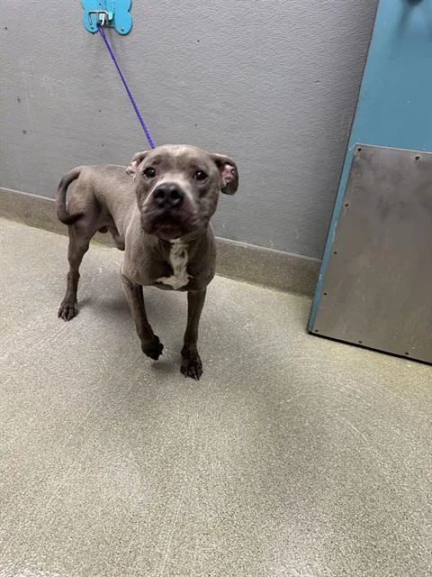 An adult large-sized male Pit Bull Terrier dog named Broady for adoption in Las Vegas, NV