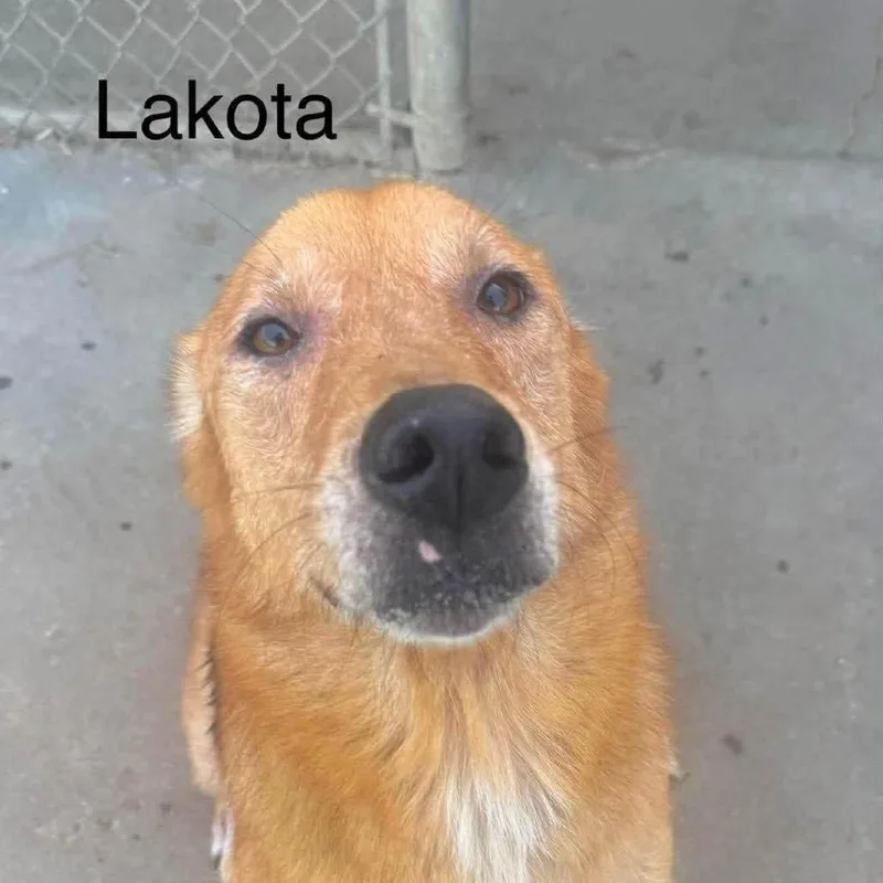 Lakota thumbnail 2