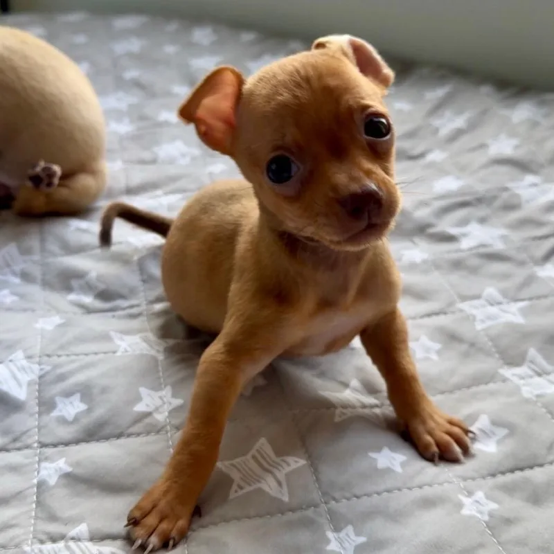 A baby small-sized female Yellow / Tan / Blond / Fawn Chihuahua dog named Mini Peach for adoption in Port Richey, FL