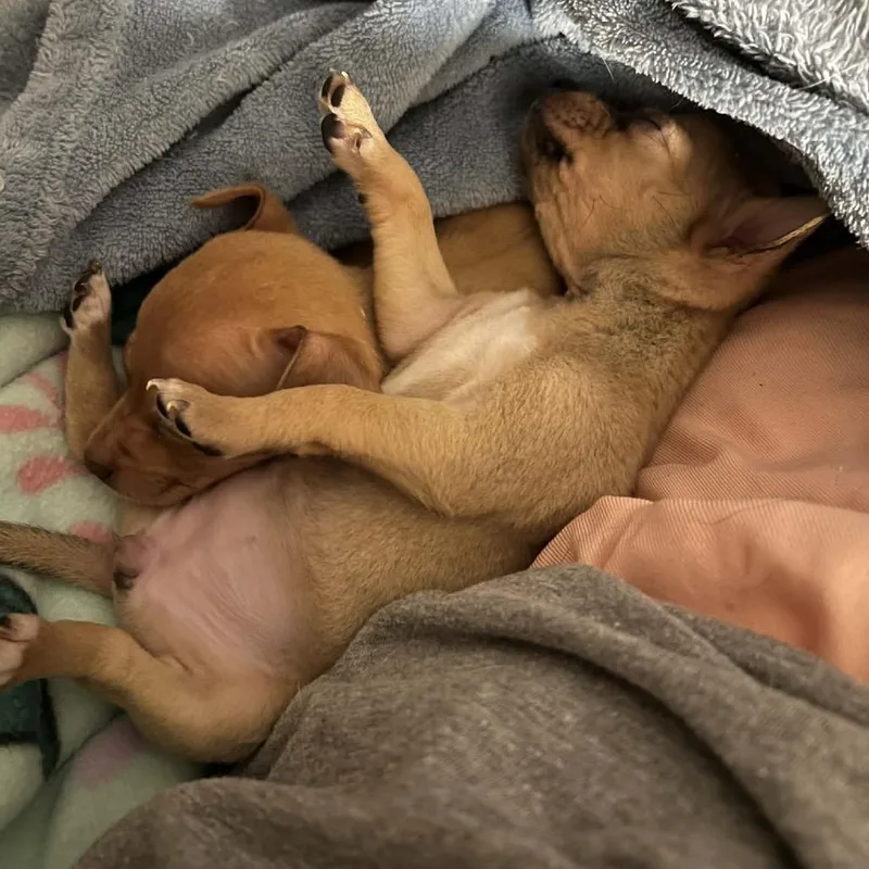 Mini Peach thumbnail 2