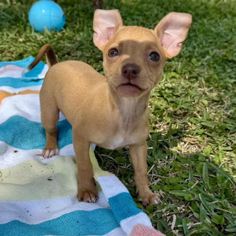 Mini Peach thumbnail 3