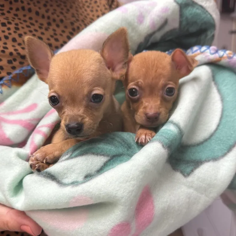 Mini Peach thumbnail 4